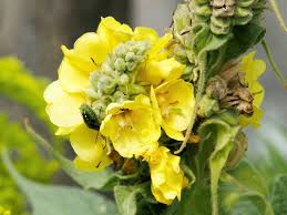 Image result for Verbascum densiflorum