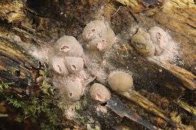 Attēlu rezultāti vaicājumam “Diderma radiatum spores”