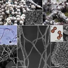 Attēlu rezultāti vaicājumam “Lycogala irregulare”