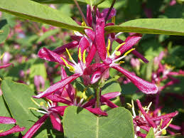 Attēlu rezultāti vaicājumam “Lonicera tatarica”