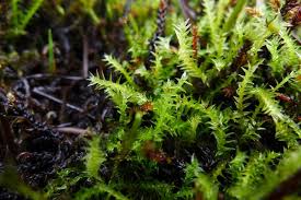 Attēlu rezultāti vaicājumam “Meesia triquetra”