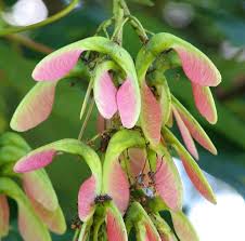 Attēlu rezultāti vaicājumam “Acer pseudoplatanus fruit”