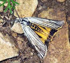 Attēlu rezultāti vaicājumam “Spiris striata”