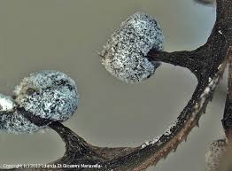 Attēlu rezultāti vaicājumam “Didymium megalosporum spores”