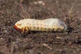 Attēlu rezultāti vaicājumam “Oryctes nasicornis larva”