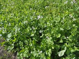 Image result for Raphanus sativus ssp. Oleiformes