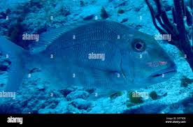 Image result for Calamus bajonado