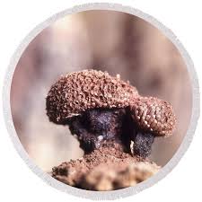 Attēlu rezultāti vaicājumam “Tubifera montana macro”