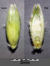 Attēlu rezultāti vaicājumam “Danthonia decumbens bud”