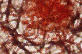 Attēlu rezultāti vaicājumam “Arcyria incarnata”