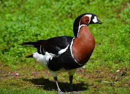 Image result for Branta ruficollis