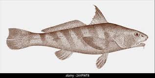 Image result for Menticirrhus americanus