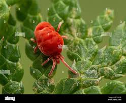 Attēlu rezultāti vaicājumam “Trombidiidae”