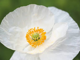 Attēlu rezultāti vaicājumam “Papaver rhoeas flower”