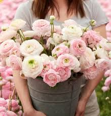 Attēlu rezultāti vaicājumam “Ranunculus mendax”