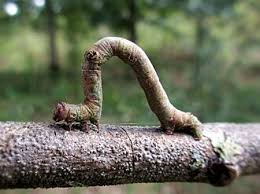 Attēlu rezultāti vaicājumam “Hypomecis punctinalis”