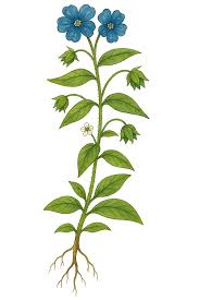 Attēlu rezultāti vaicājumam “Anagallis arvensis leaf”