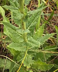 Attēlu rezultāti vaicājumam “Verbascum blattaria leaf”
