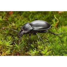 Attēlu rezultāti vaicājumam “Carabus glabratus”