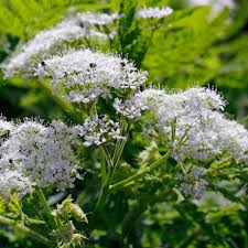 Image result for Kerbel