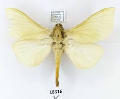 Attēlu rezultāti vaicājumam “Hepialidae”