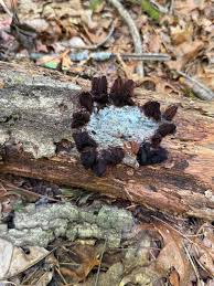 Attēlu rezultāti vaicājumam “Stemonitis splendens stalked”
