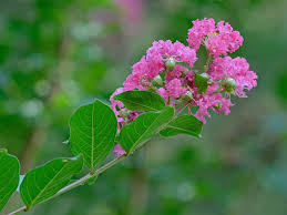 Attēlu rezultāti vaicājumam “Lythraceae”
