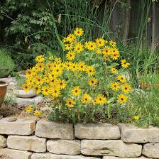 Image result for Rudbeckia Paradisio