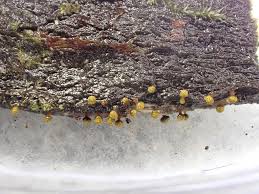 Attēlu rezultāti vaicājumam “Physarum auriscalpium sessile”