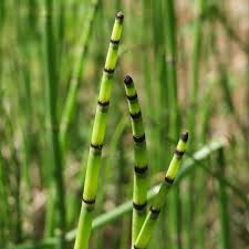 Attēlu rezultāti vaicājumam “Equisetum hyemale”