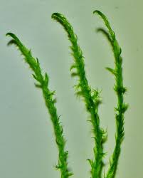 Attēlu rezultāti vaicājumam “Drepanocladus aduncus”