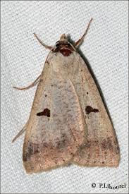 Attēlu rezultāti vaicājumam “Lygephila pastinum”