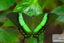 Attēlu rezultāti vaicājumam “Papilionidae”