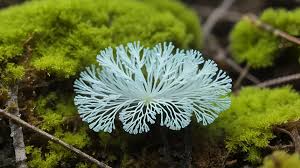 Attēlu rezultāti vaicājumam “Lamproderma debile sessile”