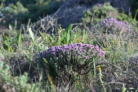 Image result for Thymus vulgaris