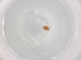 Attēlu rezultāti vaicājumam “Aphis confusa”