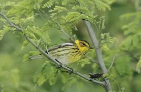 Image result for Dendroica tigrina