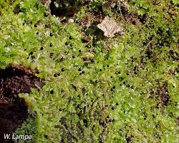 Attēlu rezultāti vaicājumam “Chiloscyphus pallescens”