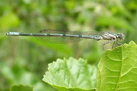 Attēlu rezultāti vaicājumam “Coenagrion puella male”