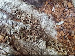 Attēlu rezultāti vaicājumam “Andricus quercuscorticis”