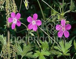 Attēlu rezultāti vaicājumam “Geranium palustre flower”