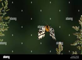 Attēlu rezultāti vaicājumam “Abraxas grossulariata pupa”