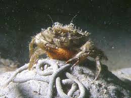 Image result for Carcinus maenas