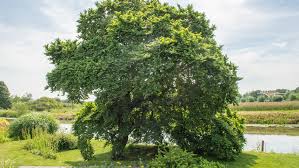 Attēlu rezultāti vaicājumam “Ulmus minor”