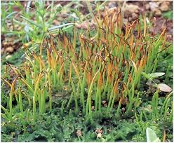 Attēlu rezultāti vaicājumam “Phaeoceros laevis subsp. carolinianus”