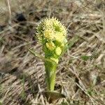 Attēlu rezultāti vaicājumam “Petasites spurius”