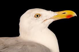 Attēlu rezultāti vaicājumam “Larus argentatus”