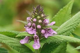 Attēlu rezultāti vaicājumam “Stachys palustris flower”