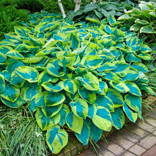 Attēlu rezultāti vaicājumam “Hosta sp. leaf”