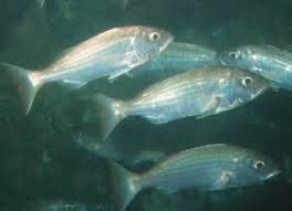 Image result for Polysteganus undulosus